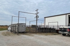 cattle-in-pen